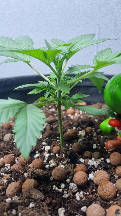 Guava Runtz Automatic. Week 3