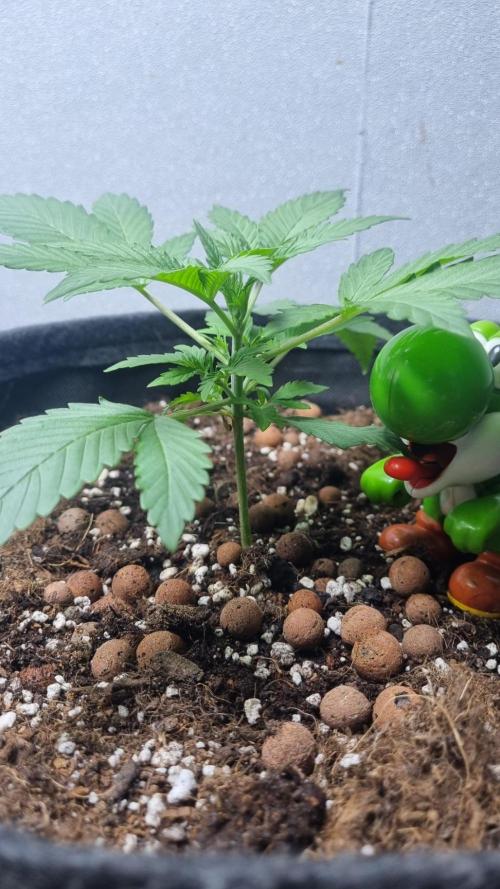 Guava Runtz Automatic. Week 3