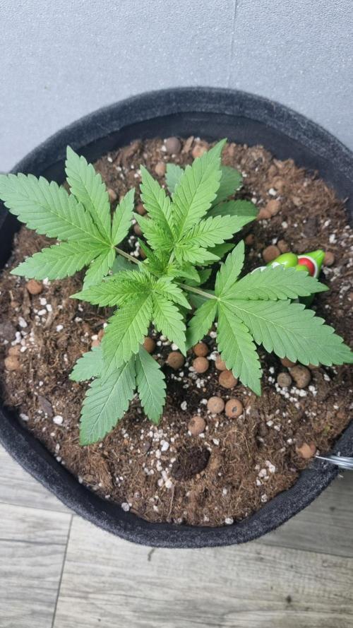 Guava Runtz Automatic. Week 3