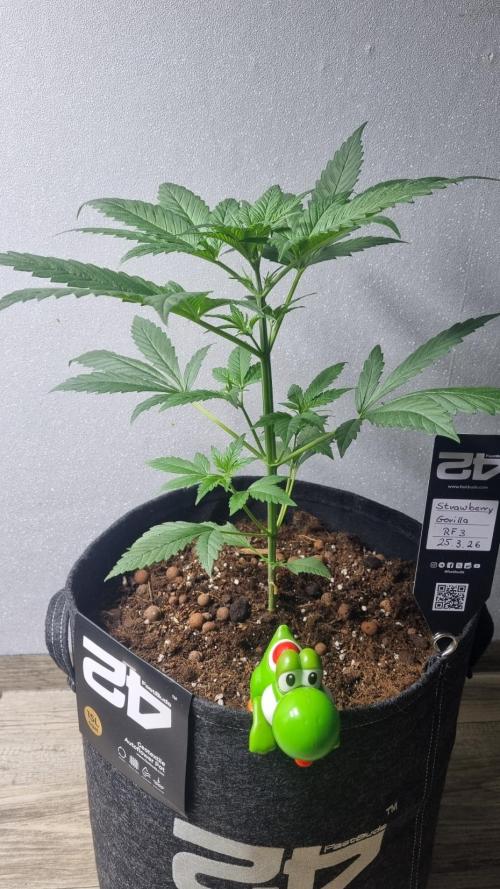 Strawberry Gorilla RF3 AUTOMATIC. Week 3