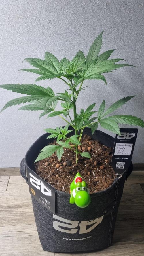 Strawberry Gorilla RF3 AUTOMATIC. Week 3
