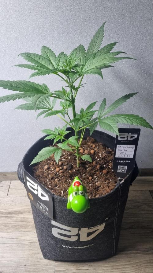 Strawberry Gorilla RF3 AUTOMATIC. Week 3