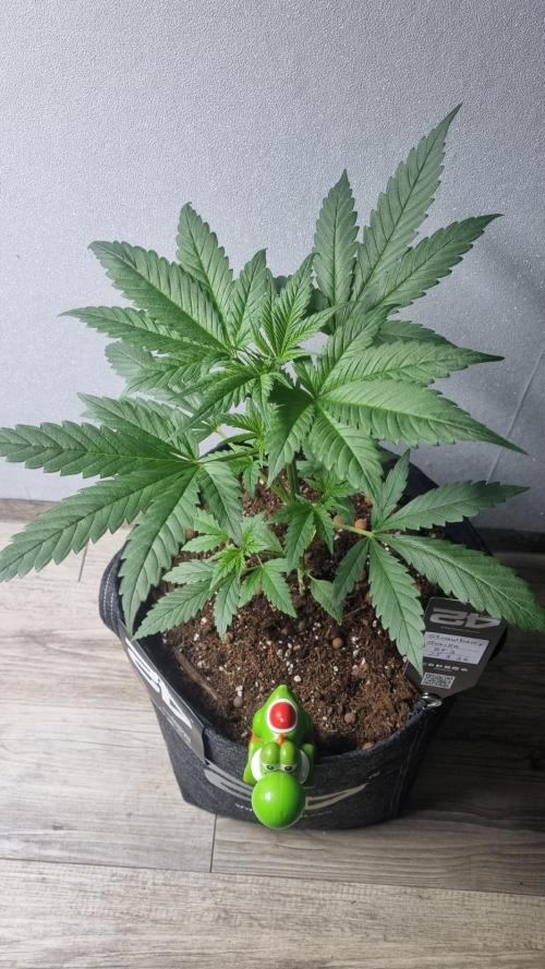 Strawberry Gorilla RF3 AUTOMATIC. Week 3