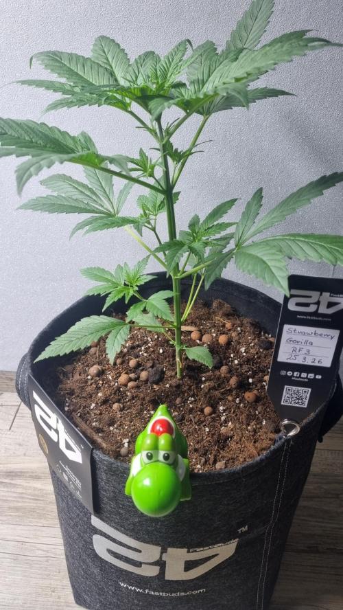 Strawberry Gorilla RF3 AUTOMATIC. Week 3