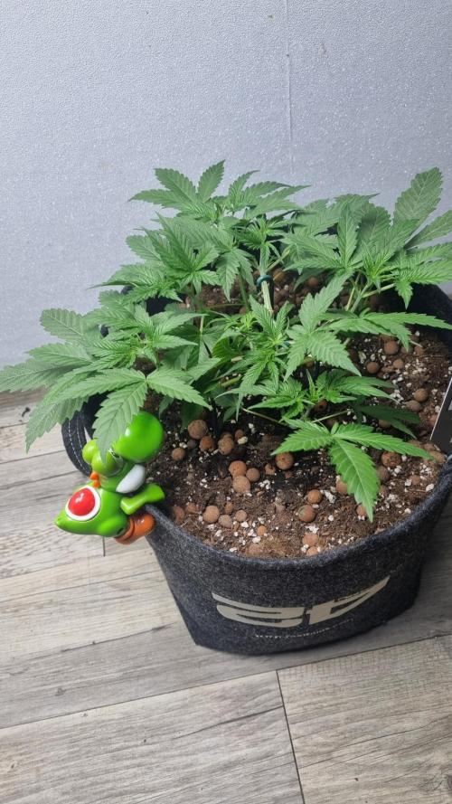 Mendo Guava Automatic. Week 4