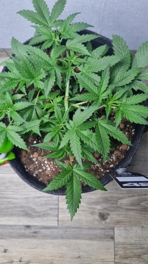 Mendo Guava Automatic. Week 4