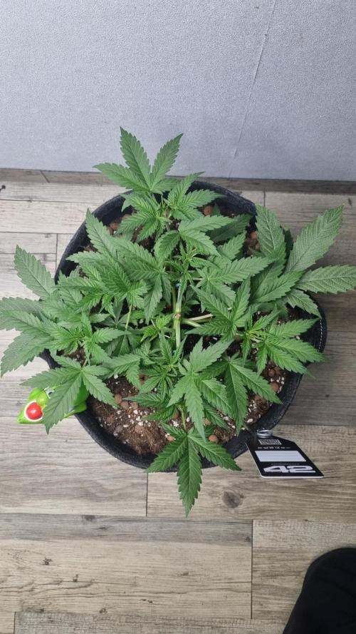 Mendo Guava Automatic. Week 4