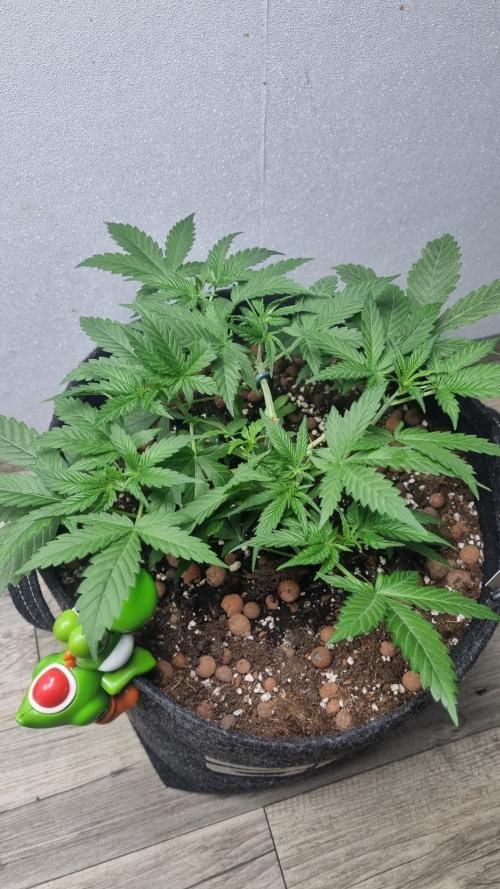 Mendo Guava Automatic. Week 4