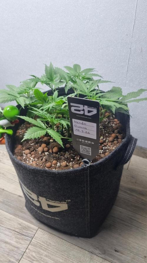 Mendo Guava Automatic. Week 4
