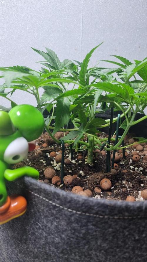 Mendo Guava Automatic. Week 4