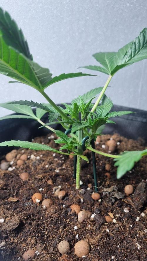Mendo Frost Automatic. Week 3