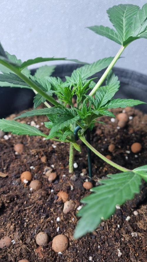 Mendo Frost Automatic. Week 3