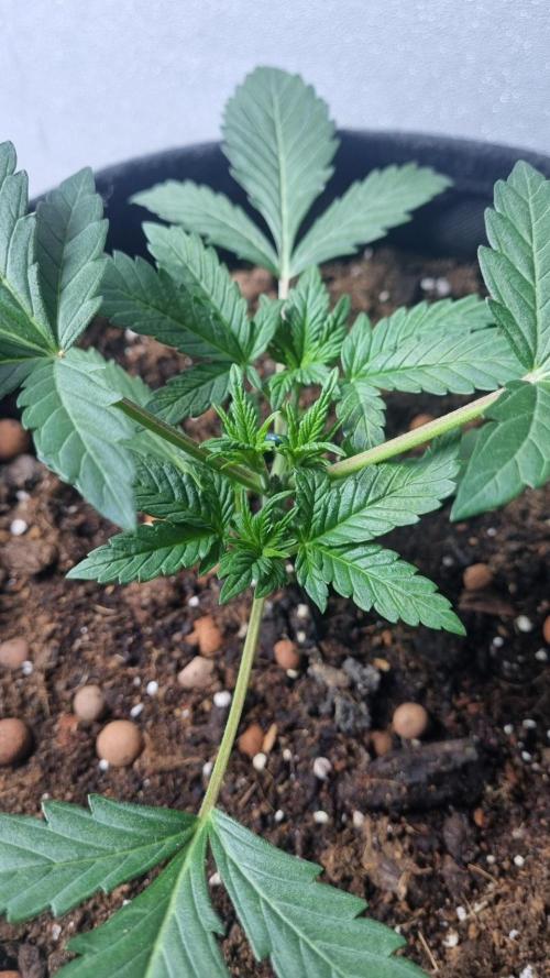 Mendo Frost Automatic. Week 3