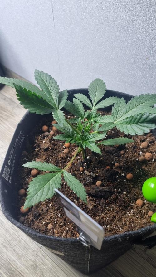 Mendo Frost Automatic. Week 3