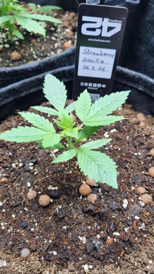 Strawberry Gorilla Automatic Fastbuds. Week 2