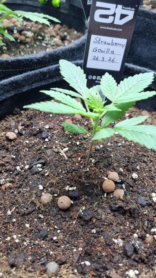 Strawberry Gorilla Automatic Fastbuds. Week 2