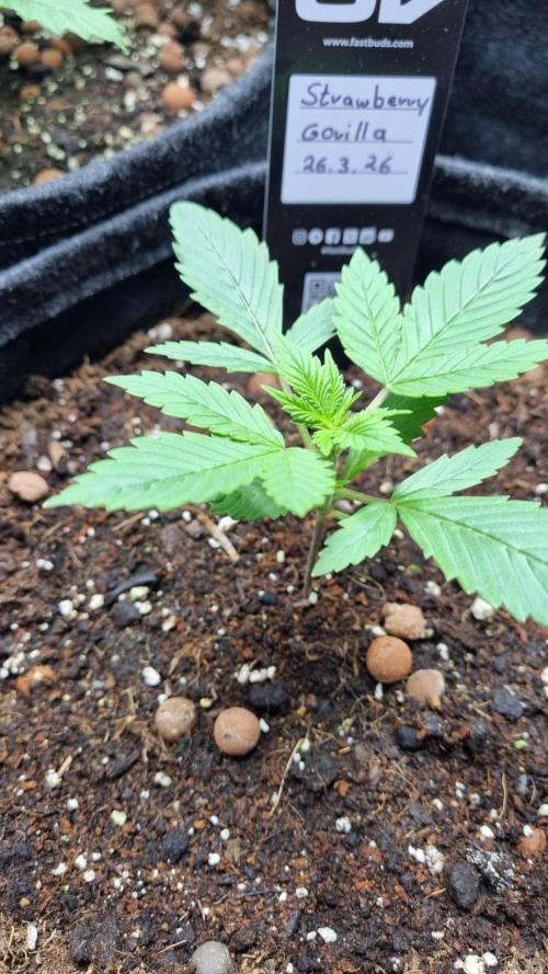 Strawberry Gorilla Automatic Fastbuds. Week 2