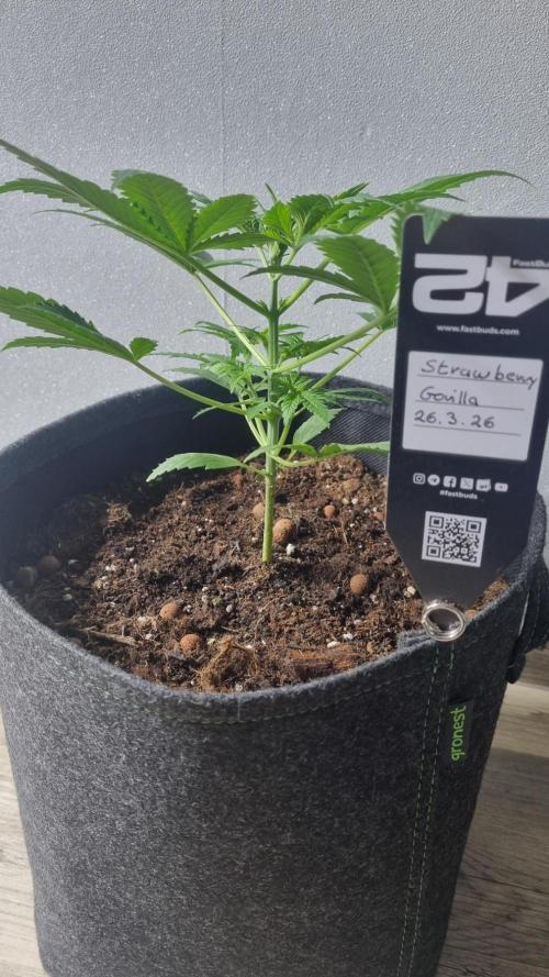 Strawberry Gorilla Automatic Fastbuds. Week 3