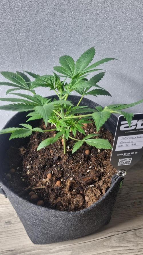 Strawberry Gorilla Automatic Fastbuds. Week 3