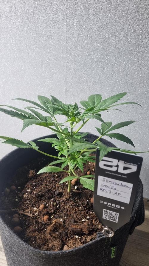 Strawberry Gorilla Automatic Fastbuds. Week 3
