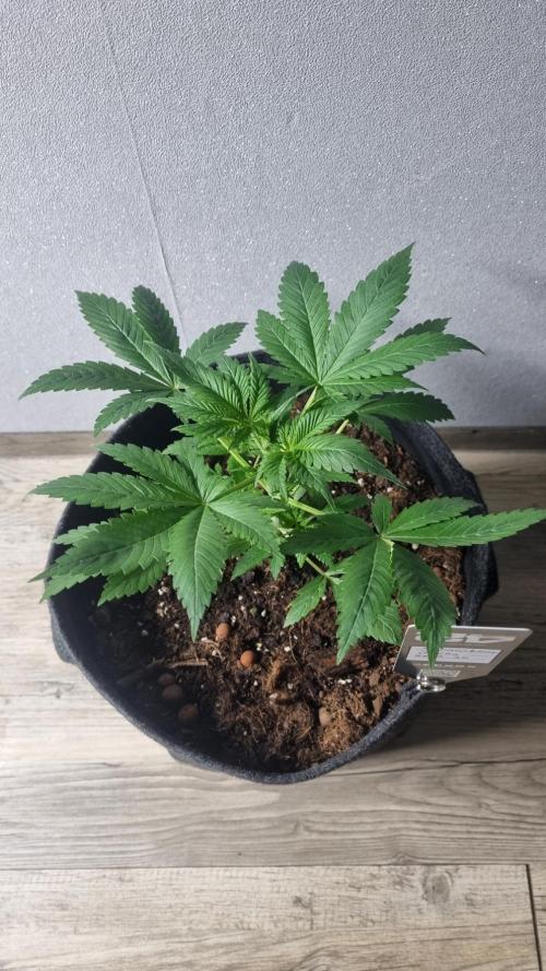 Strawberry Gorilla Automatic Fastbuds. Week 3