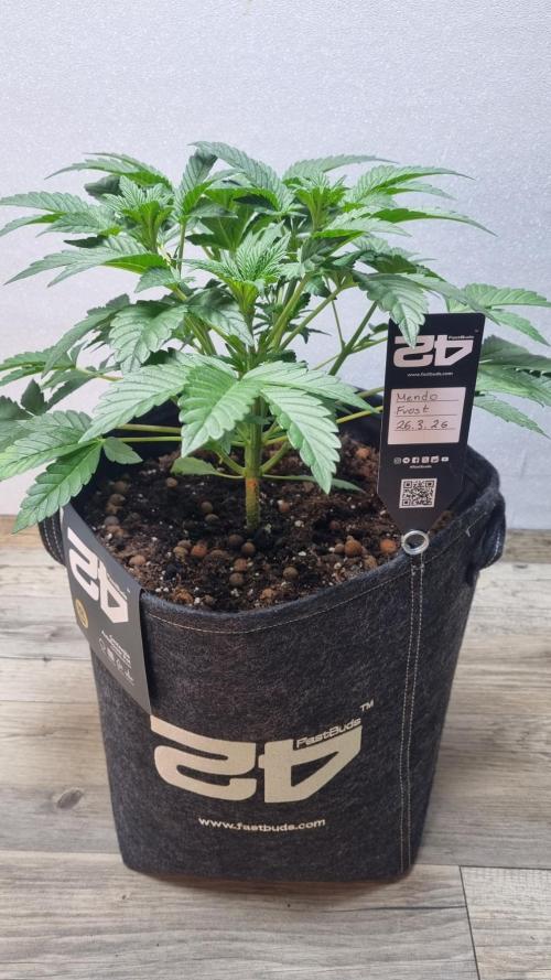 Mendo Frost Automatic. Week 4