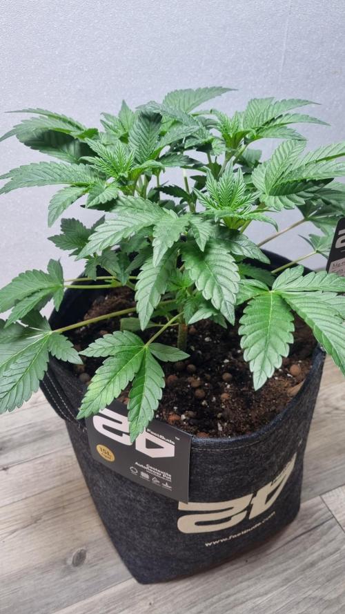 Mendo Frost Automatic. Week 4