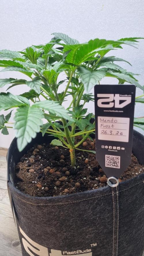 Mendo Frost Automatic. Week 4