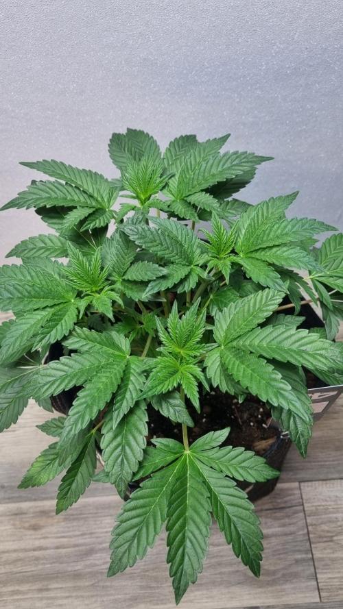 Mendo Frost Automatic. Week 4