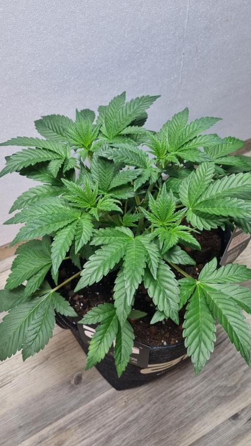 Mendo Frost Automatic. Week 4