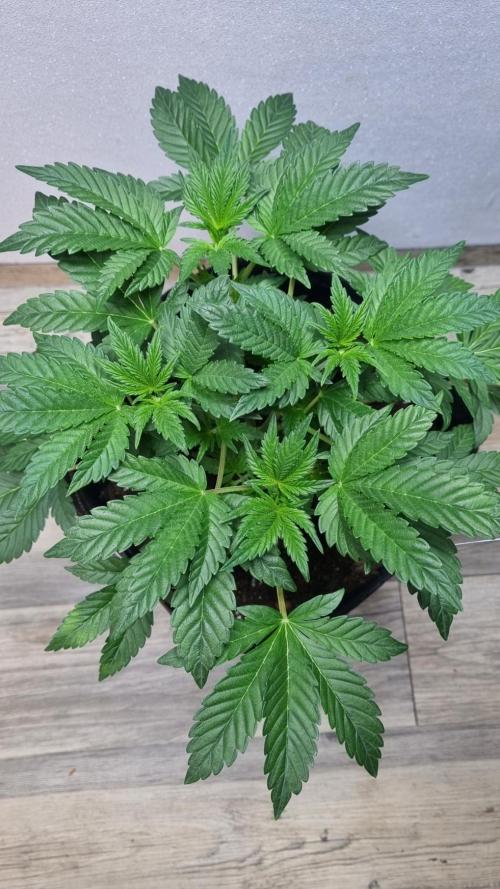 Mendo Frost Automatic. Week 4
