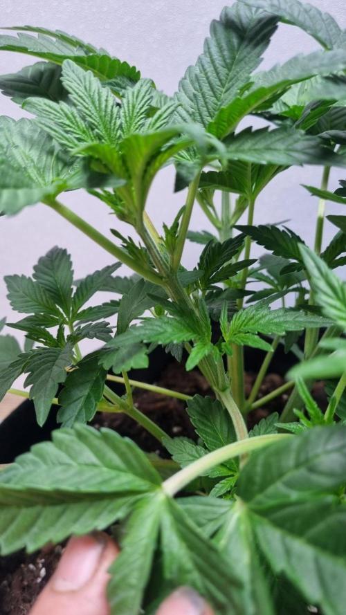 Mendo Frost Automatic. Week 4