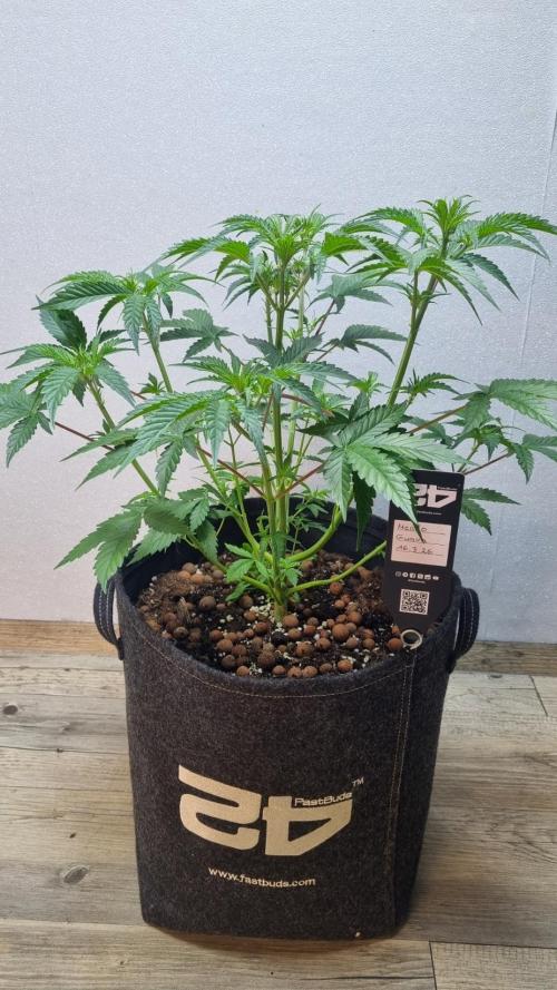 Mendo Guava Automatic. Week 5
