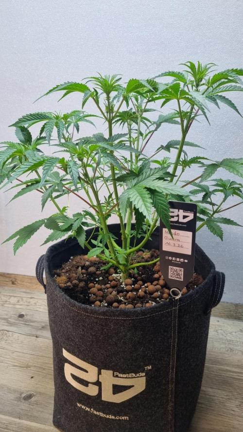 Mendo Guava Automatic. Week 5
