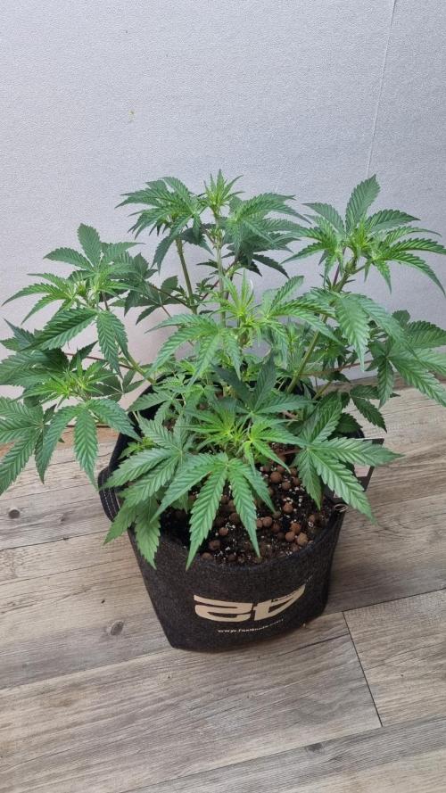 Mendo Guava Automatic. Week 5