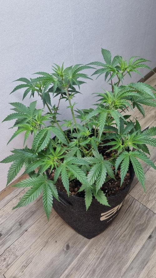 Mendo Guava Automatic. Week 5