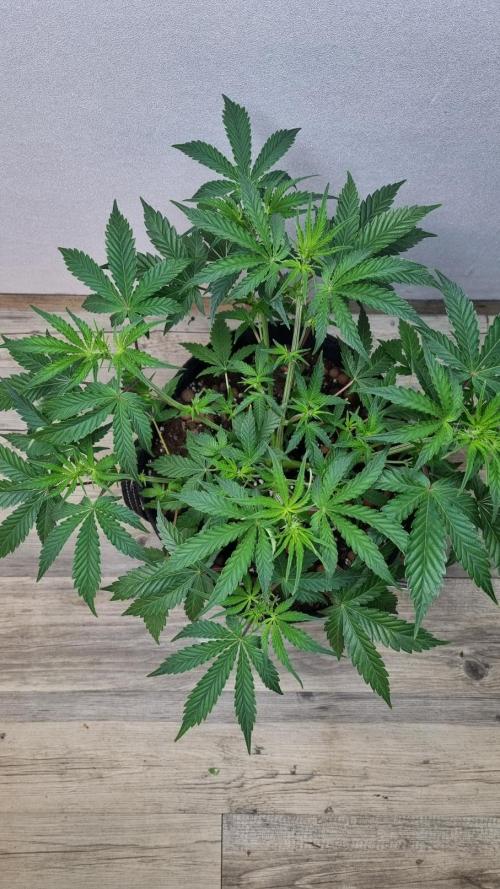 Mendo Guava Automatic. Week 5