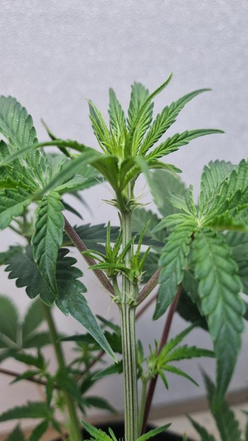 Mendo Guava Automatic. Week 5