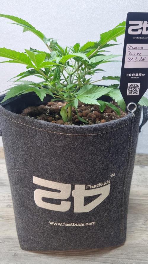Guava Runtz Automatic. Week 4