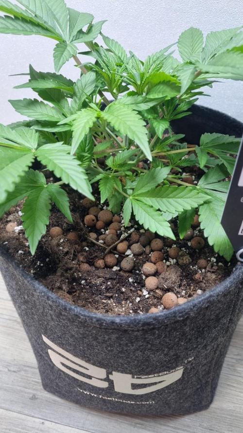 Guava Runtz Automatic. Week 4