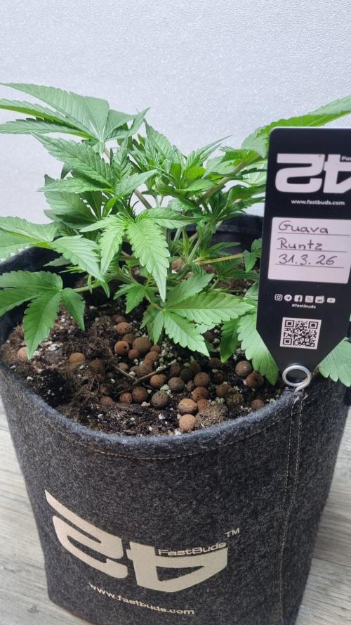 Guava Runtz Automatic. Week 4