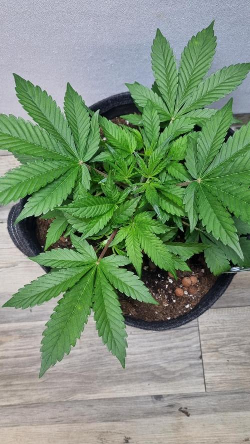 Guava Runtz Automatic. Week 4