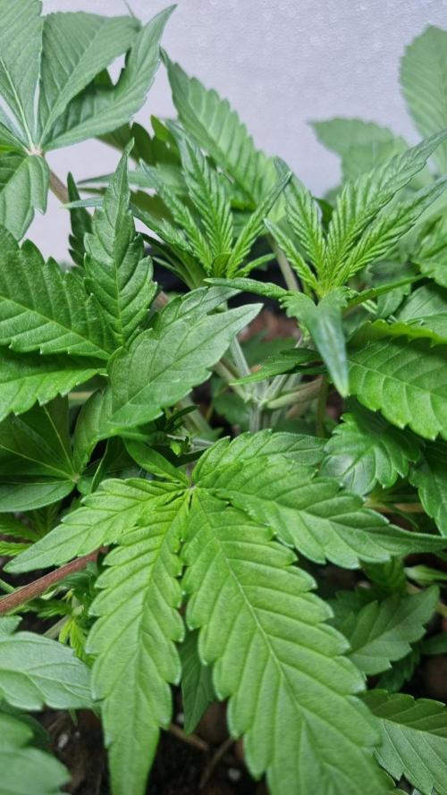 Guava Runtz Automatic. Week 4