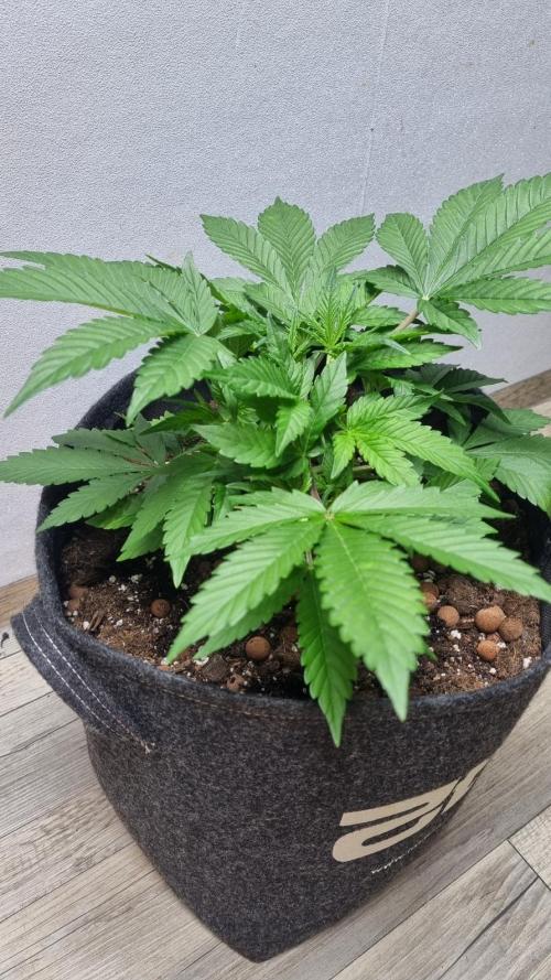 Guava Runtz Automatic. Week 4