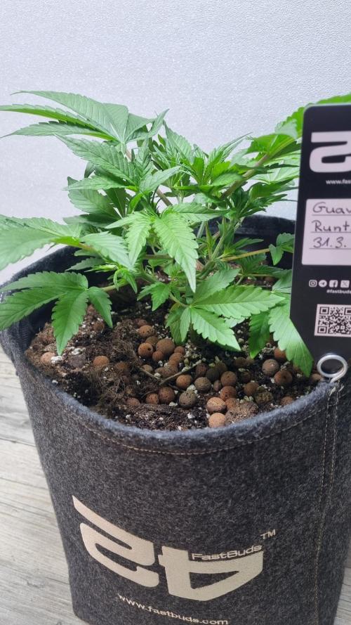Guava Runtz Automatic. Week 4