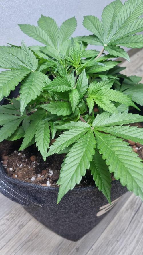 Guava Runtz Automatic. Week 4