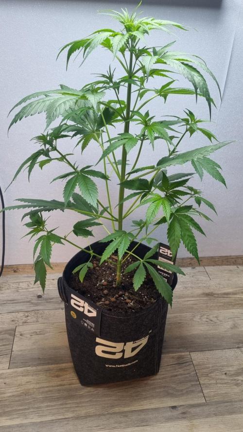 Strawberry Gorilla RF3 AUTOMATIC. Week 4