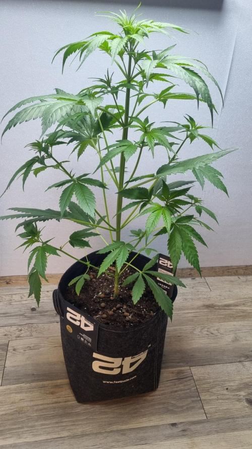 Strawberry Gorilla RF3 AUTOMATIC. Week 4