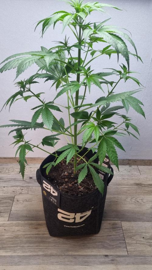 Strawberry Gorilla RF3 AUTOMATIC. Week 4