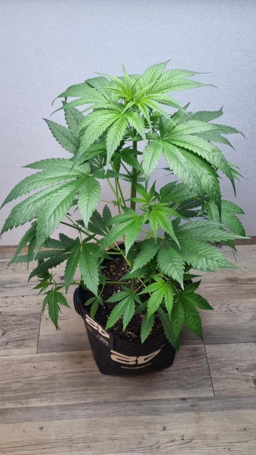 Strawberry Gorilla RF3 AUTOMATIC. Week 4
